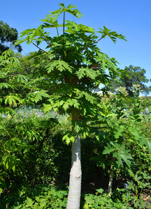 太阳 分支 季节 风景 高的 自然 植物 公园 环境 木材