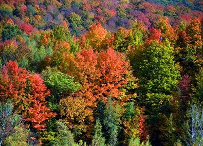 自然 木材 环境 落下 十月 季节 公园 颜色 美女 森林
