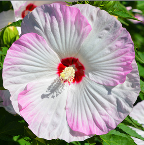 植物区系 植物学 特写镜头 春天 自然 雄蕊 粉红色 颜色