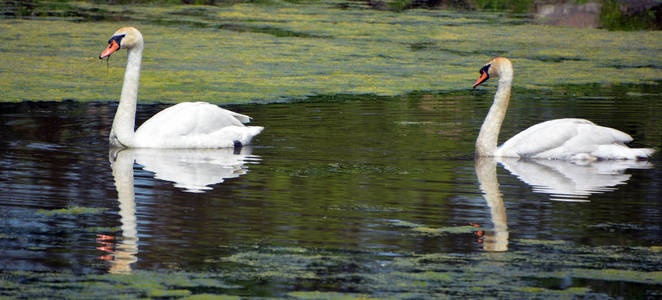 游泳 天鹅 荒野 公园 美女 野生动物 脖子 反射 动物群
