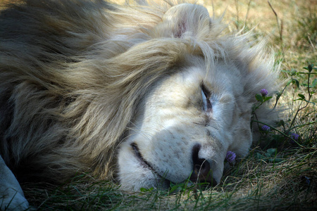 面对 公园 狮子座 动物园 动物 哺乳动物 权力 国王 游猎