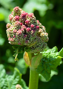 植物学 植物 自然 植物区系 季节 灌木 紫色 花的 春天