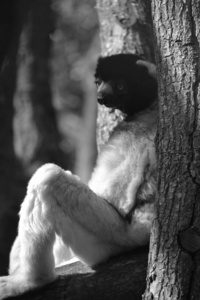自然 肖像 面对 毛皮 种类 猴子 动物园 动物 公园 森林