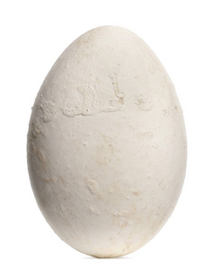 达尔马提安鹈鹕蛋,鹈鹕,9厘米对抗白胸照片