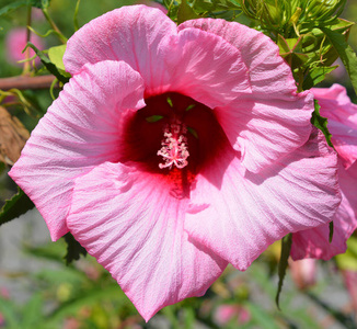 夏天 花的 颜色 花瓣 植物学 特写镜头 木槿 开花 花园