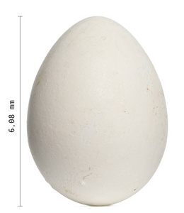 珍贵的企鹅蛋图片