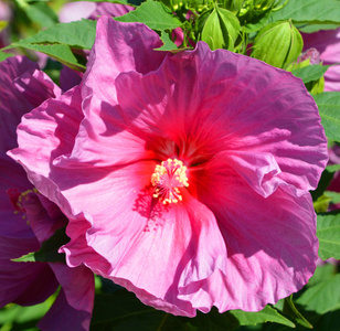 颜色 花园 植物学 紫色 粉红色 树叶 自然 春天 夏天