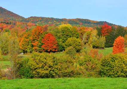 森林 十月 季节 环境 秋天 公园 植物 颜色 枫树 落下