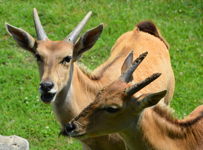公园 站立 草地 非洲 羚羊 自然 荒野 野生动物 动物
