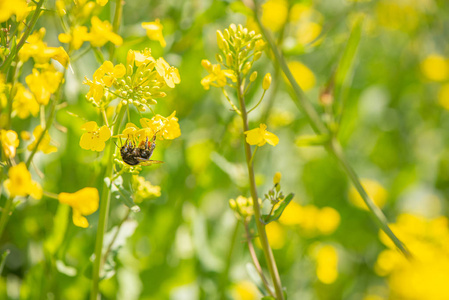 大黄蜂在黄油菜花上采集花粉图片