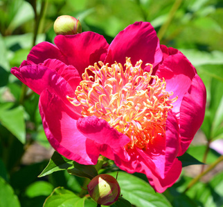 公园 花园 季节 特写镜头 美女 自然 植物区系 盛开 花瓣