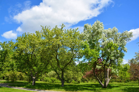 领域 天空 季节 花园 环境 美丽的 春天 自然 风景 分支