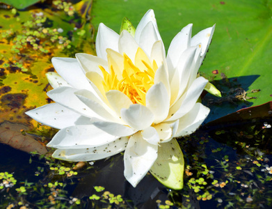 夏天 公园 植物 春天 盛开 植物区系 莉莉 池塘 自然