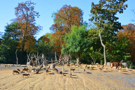 风景 分支 旅游业 落下 木材 夏天 秋天 公园 环境 树叶