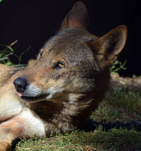 狐狸 动物园 肖像 特写镜头 食肉动物 公园 动物 哺乳动物