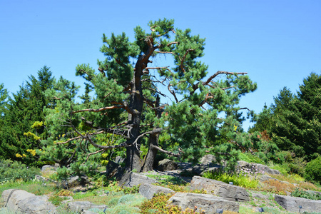 木材 松木 自然 国家的 天空 夏天 环境 森林 小山 欧洲