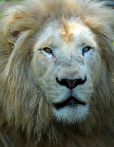 哺乳动物 动物园 公园 自然 领导 肖像 毛皮 美丽的 国王