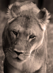 面对 捕食者 危险的 美丽的 可爱的 野生动物 狮子 荒野