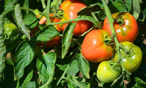 夏天 健康 番茄 维生素 颜色 素食主义者 自然 沙拉 食物