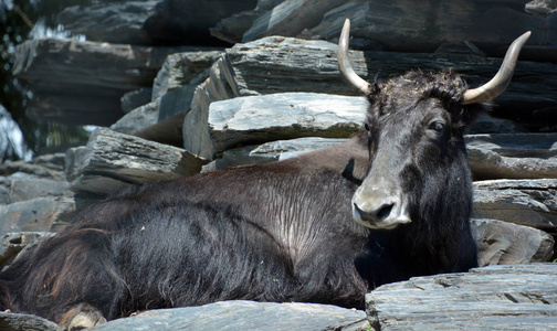 风景 岩石 哺乳动物 站立 动物 毛皮 自然 公牛 水牛