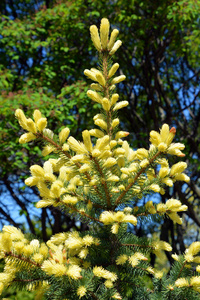 开花 特写镜头 花园 花的 植物 季节 春天 夏天 天空