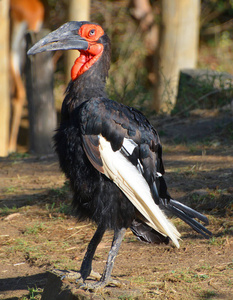 肖像 羽毛 眼睛 自然 特写镜头 非洲 动物群 动物 公园
