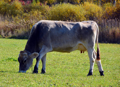 大牧场 牲畜 牧场 放牧 农场 草地 站立 国家 牛奶 奶牛