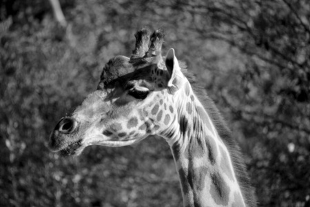 动物园 脖子 游猎 荒野 公园 长的 斑点 自然 动物 长颈鹿