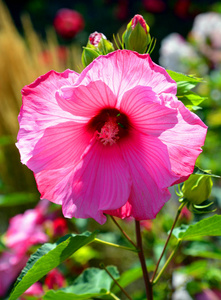 自然 植物区系 春天 紫色 美女 颜色 夏天 盛开 花瓣