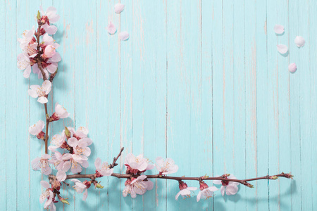 蓝色背景的粉红色樱桃花图片