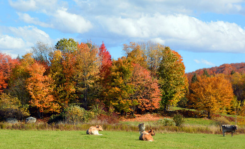 树叶 颜色 乡村 领域 天空 秋天 季节 美丽的 美女 公园