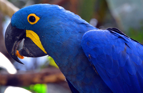 自然 漂亮的 宠物 可爱的 野生动物 颜色 鹦鹉 眼睛 肖像