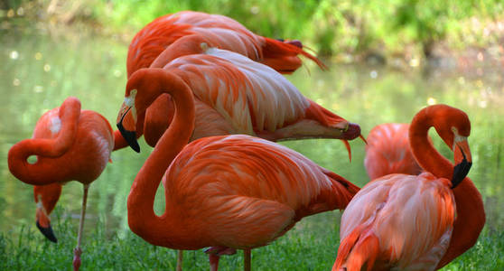 野生动物 美女 自然 美丽的 动物群 羽毛 动物 非洲 颜色