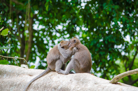 巴厘岛上的猴子家庭