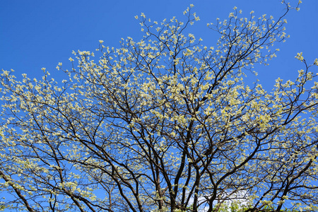 颜色 季节 春天 森林 美丽的 树叶 天空 公园 夏天 秋天