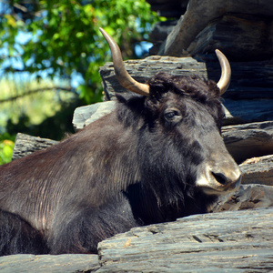 动物群 荒野 站立 公牛 奶牛 喇叭 国家的 动物 水牛