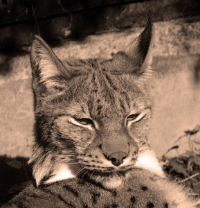 宠物 美丽的 小猫 猫科动物 动物 基蒂 自然 野生动物