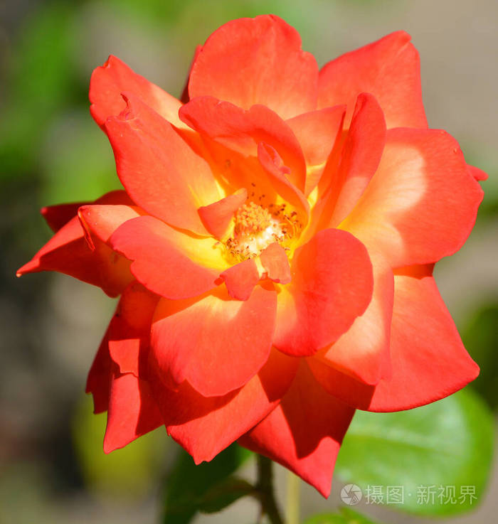 植物区系 花园 植物 季节 美女 花束 盛开 植物学 春天