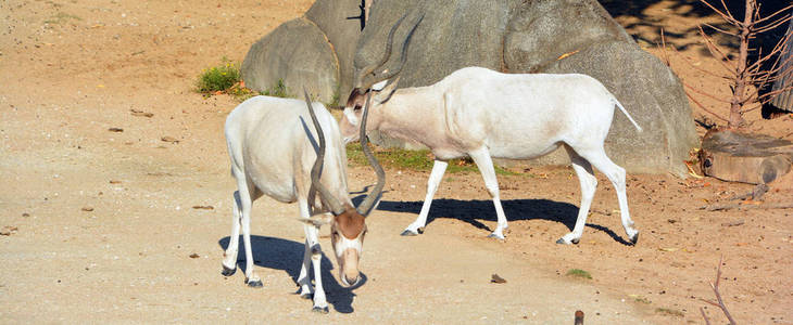 公园 哺乳动物 野生动物 亚洲 非洲 牧场 牲畜 沙漠 肖像