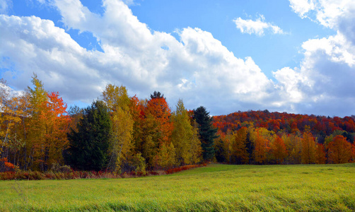 草地 自然 十月 颜色 环境 夏天 公园 天空 森林 落下