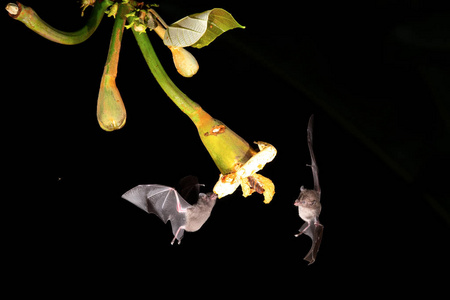 可爱的小飞行的蝙蝠图片