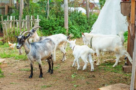 夏天，可爱的小鸡羊在农场里放松。放牧和咀嚼的家养山羊，乡村背景。山羊在自然生态农场种植，提供牛奶和奶酪。