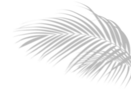 抽象阴影黑白棕榈叶阴影在白色的墙壁背景上.空白复印空间.照片