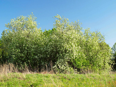 自然 夏天 苹果 天空 烫发 树叶 植物 花园 盛开 美女