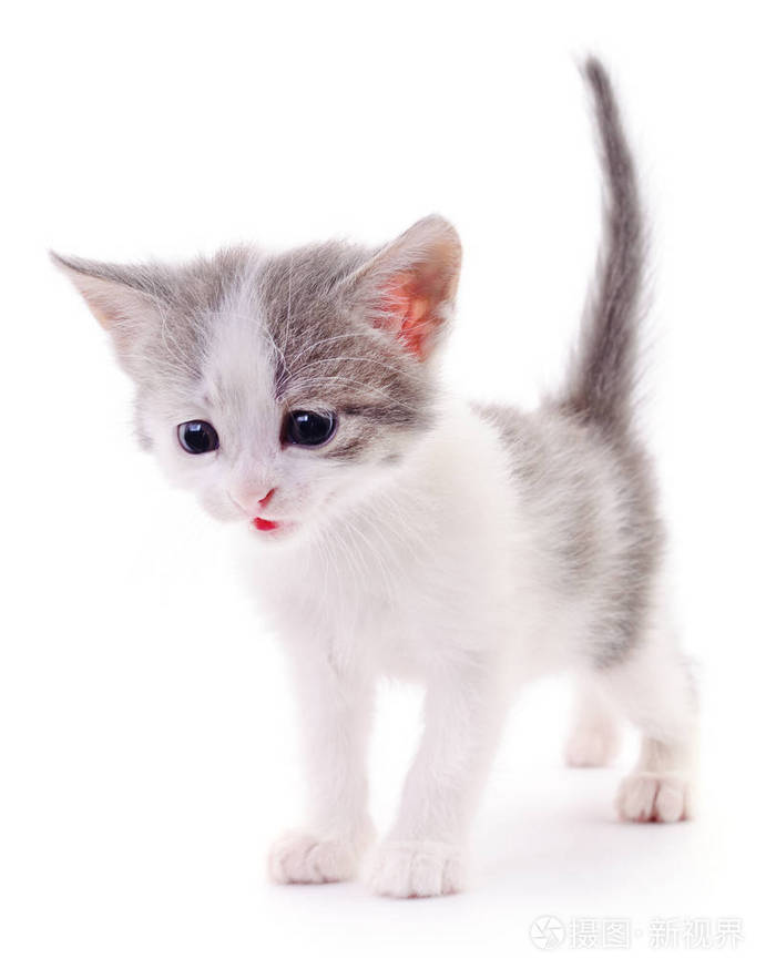 白色背景的小猫