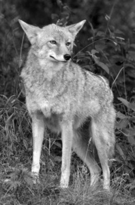 生物 森林 犬科动物 狐狸 成人 危险 荒野 公园 面对