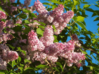 盛开 自然 春天 花园 紫色 烫发 特写镜头 天空 分支