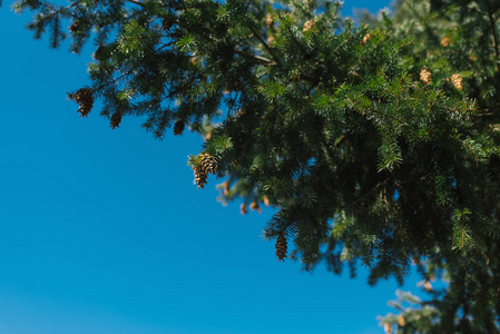 一种针叶树，在晴朗的蓝天下长有球果