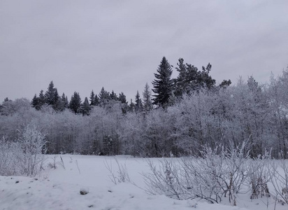 季节 风景 寒冷的 圣诞节 冷杉 冬天 滑雪 松木 美丽的