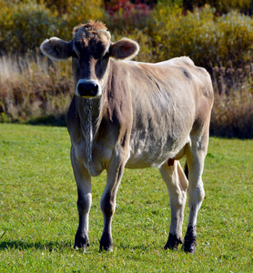 大牧场 吃草 站立 牲畜 自然 天空 牛肉 牛奶 风景 环境